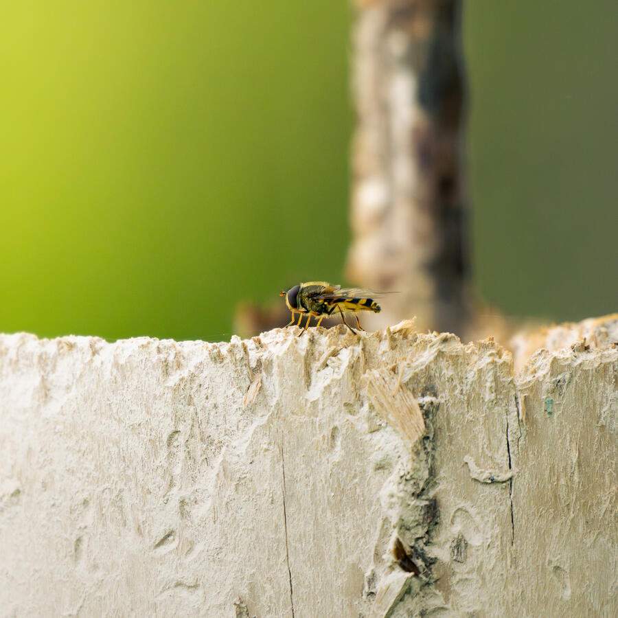 Diese Aufnahme dokumentiert die Begegnung zwischen organischer Präzision und der haptischen Grobkörnigkeit verwitterten Materials. Im Zentrum steht eine Schwebfliege (Syrphidae), deren filigraner Körperbau und detaillierte Flügelstrukturen auf der schroffe