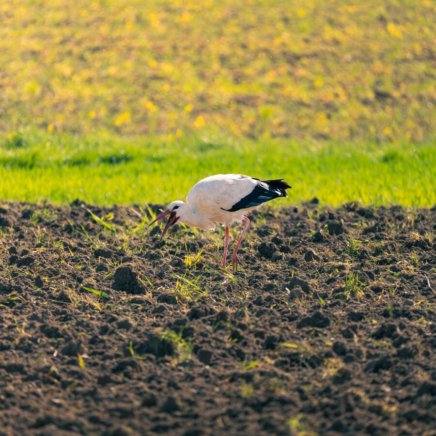 Beeindruckendes Wildlife Foto eines Weißstorchs auf Futtersuche bei Porta Westfalica. Aufgenommen am 24.04.25 auf einem Feld im Weserbergland. Einblick in die heimische Artenvielfalt.