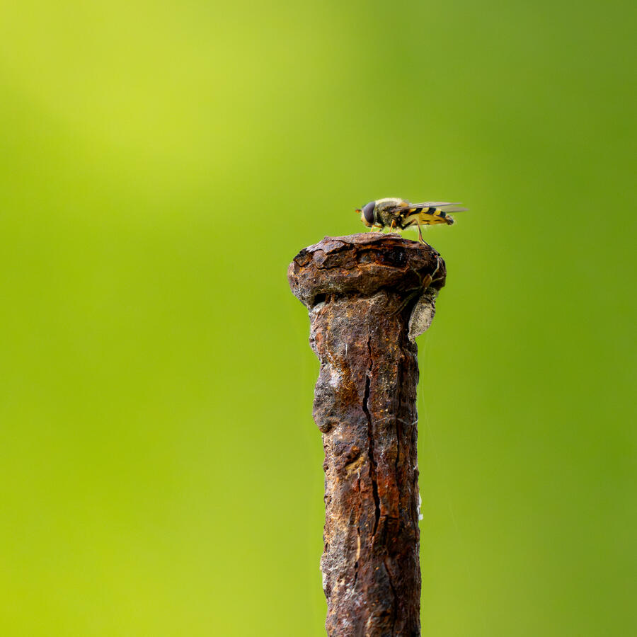 Diese Aufnahme fängt einen flüchtigen Moment der Natur ein, platziert auf einem Symbol menschlicher Vergänglichkeit. Eine Schwebfliege (Syrphidae), bekannt für ihren glänzenden, oft metallischen Panzer, findet einen Ruheplatz auf dem verwitterten Kopf eine